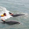 Катание с дельфинами.