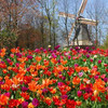 Кёкенхоф - парк цветов в Королевстве Нидерланды