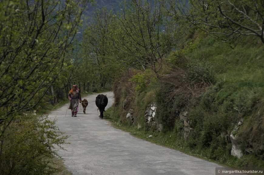 Гималайские дорожные истории
