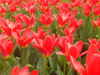 Сад цветов или Тюльпаны Голландии