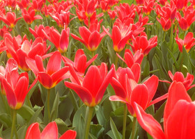 Сад цветов или Тюльпаны Голландии