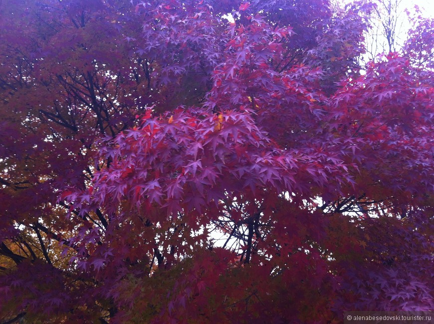 Осень цвета Тампан