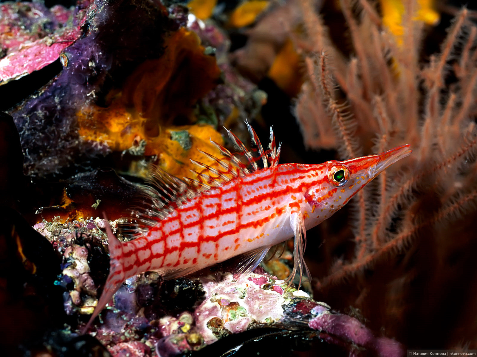 Обитатели Японского Моря Фото И Названия