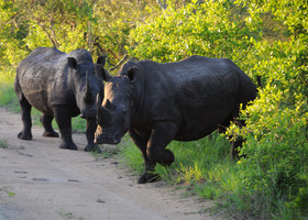 Национальные парки ЮАР и Зимбабве.