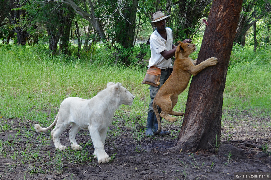 Маврикий, Касела парк: прогулка со львами 