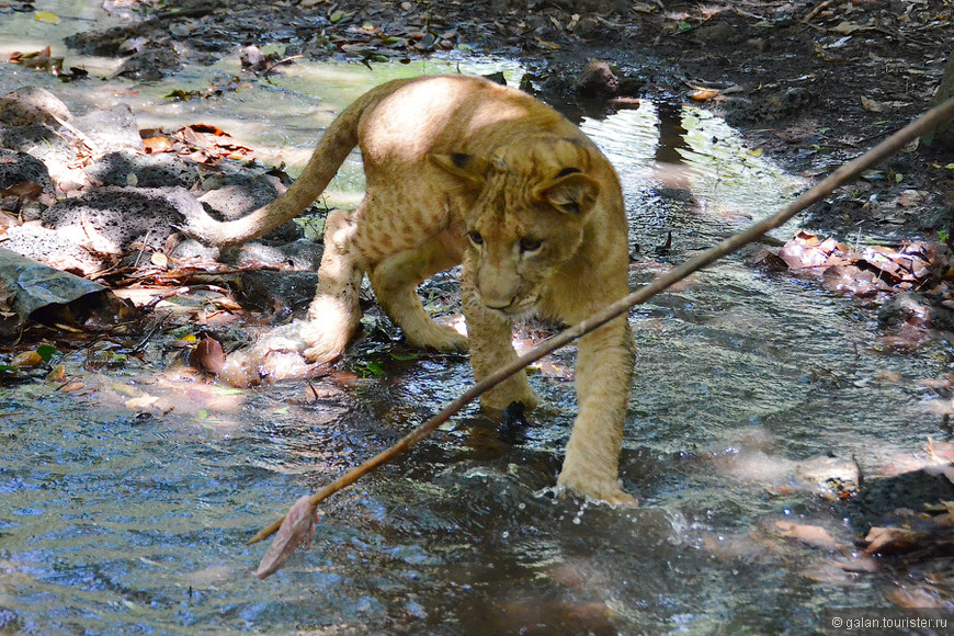 Маврикий, Касела парк: прогулка со львами 