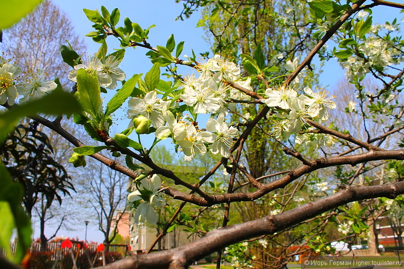 Миланская весна
