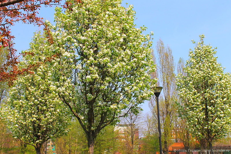 Миланская весна