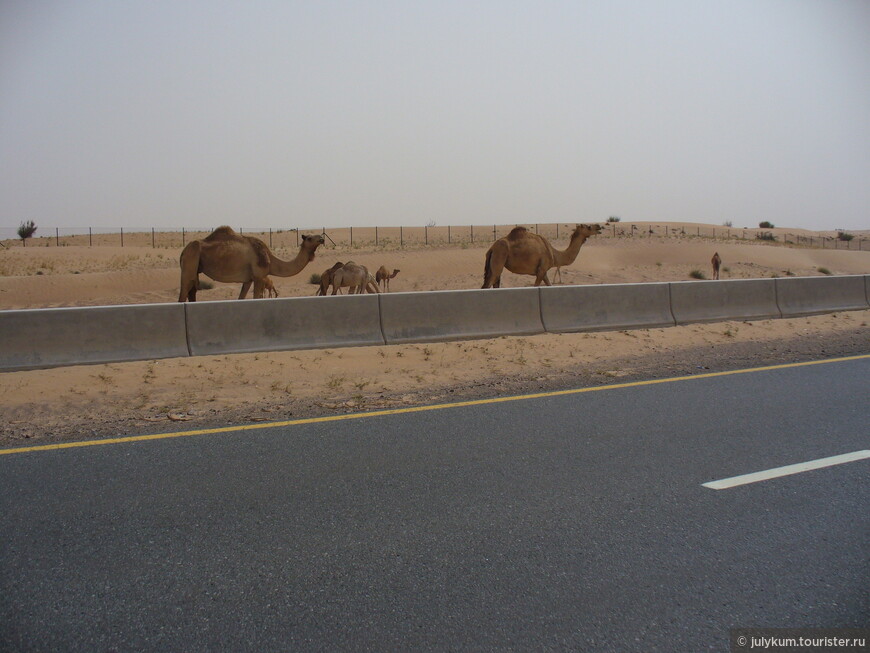 Верблюды на скоростном шоссе.