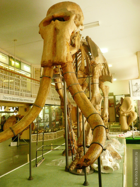 4-й в мире скелет Южного слона, найденный на территории Ставропольского края. Архип.