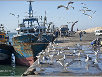 Как продают рыбу в Агадире (Марокко)