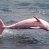 Розовые дельфины в деревне Тай О