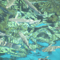 Красное море — гиганский аквариум