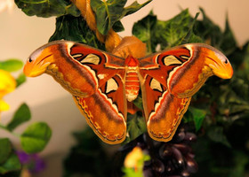 Тропические бабочки в музее