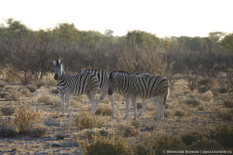 Фотосафари в Намибии и Ботсване