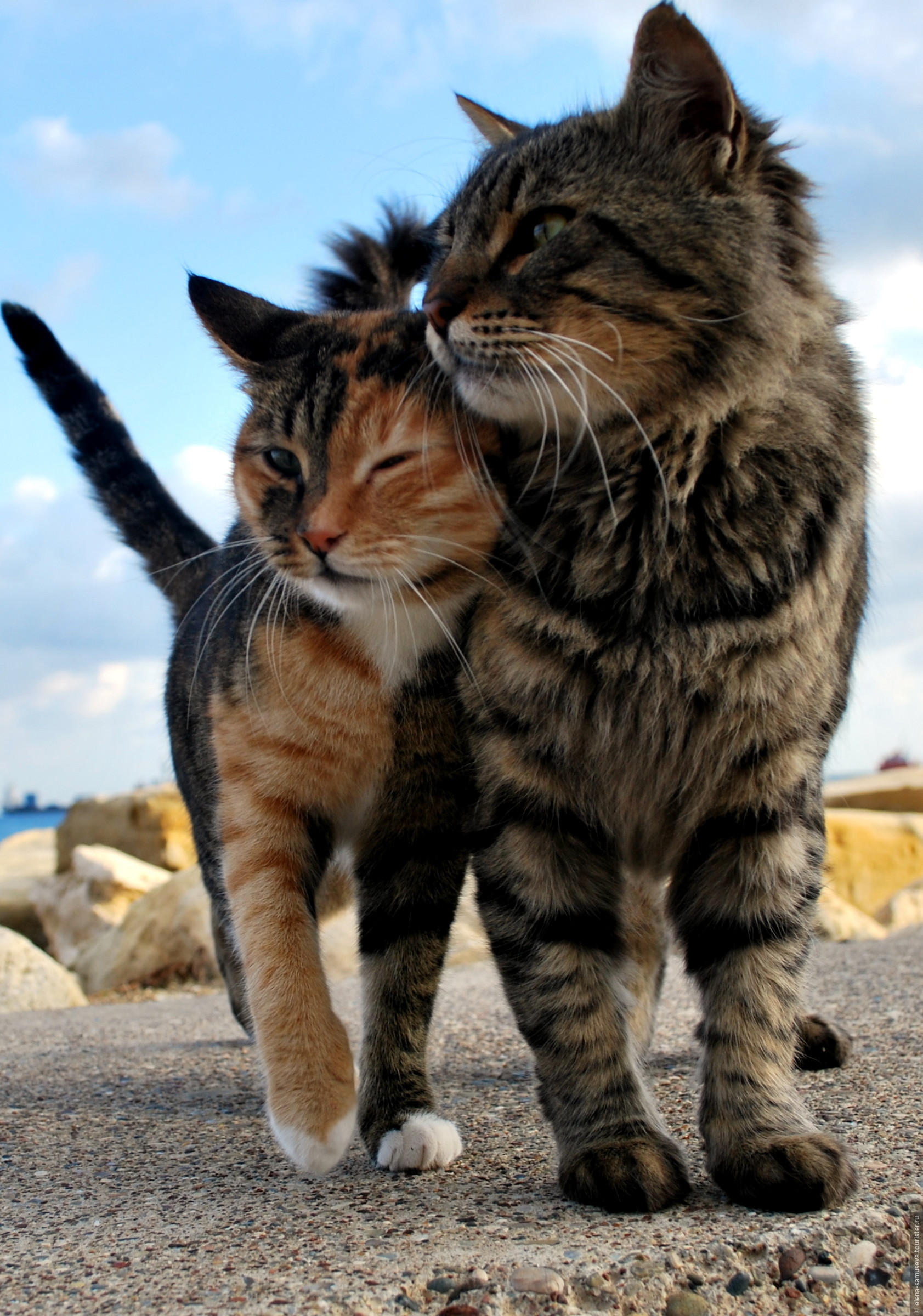 Картинки с любящими котиками. Кошки обнимашки. Коты любовь. Влюбленный кот. Коты обнимаются.