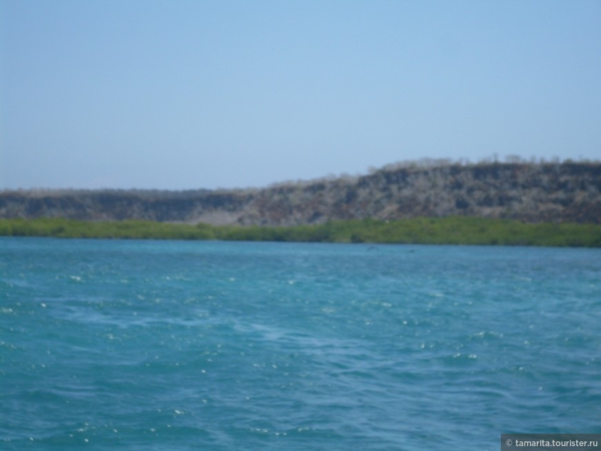 Галапагоссы — игуановые острова