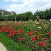 Фото Розовый сад в Бамберге, Бавария
