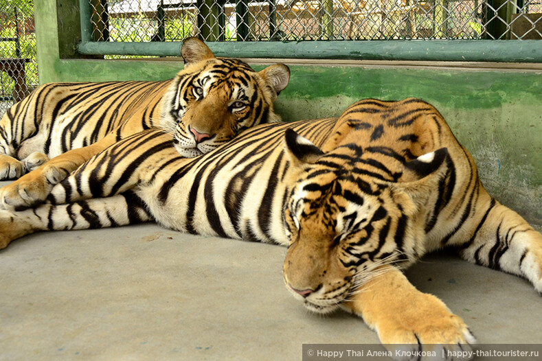 Тигры на Пхукете