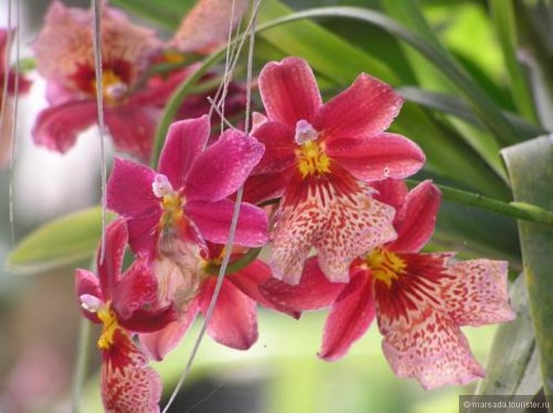 Парк Орхидей