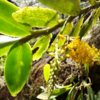 Орхидея в Парке Кинабалу