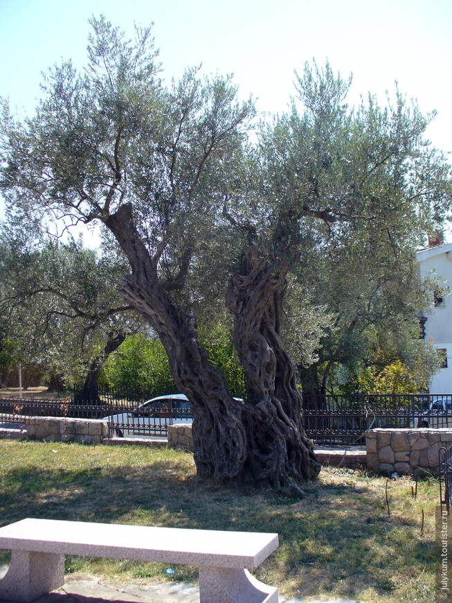 Старая маслина