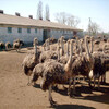 Экскурсия на ферму страусов