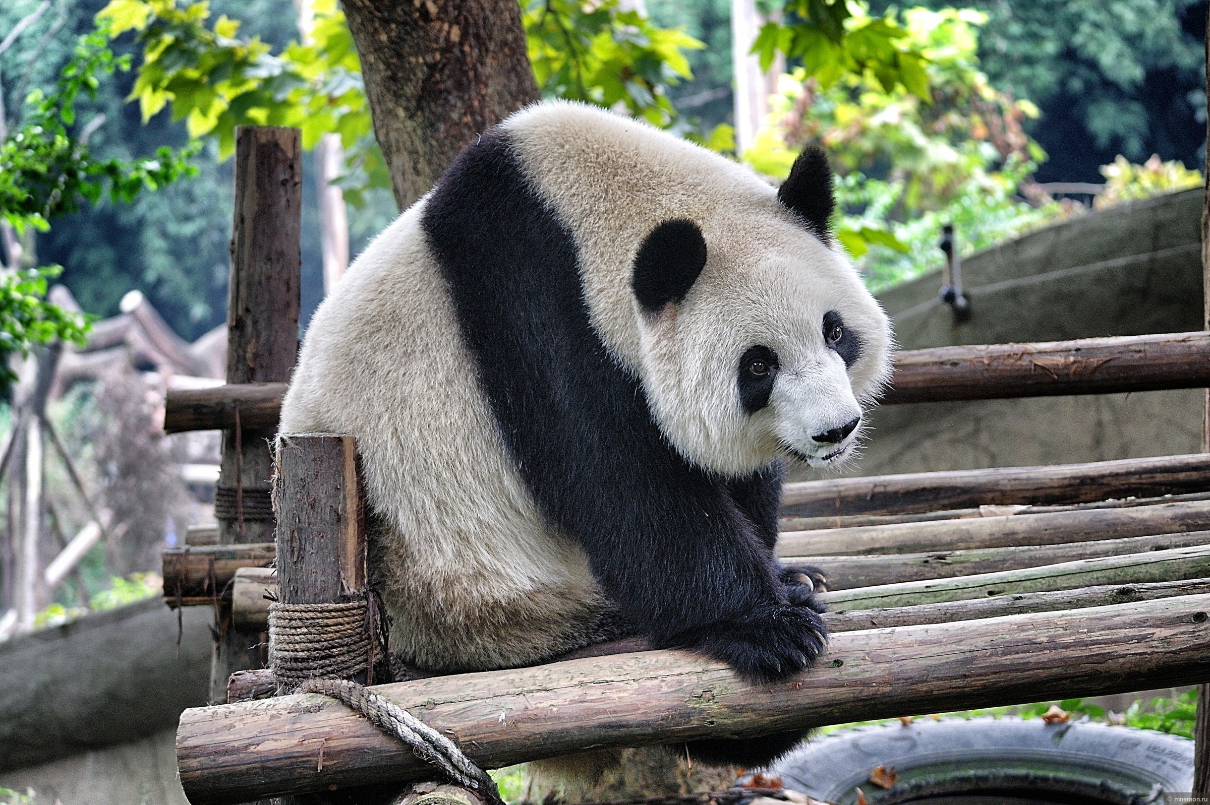 Где панды в московском зоопарке. Чэнду панды. Обитель панд в Чэнду. Исследовательский питомник гигантских панд (Чэнду). Центр изучения панд в Чэнду.