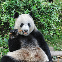 Любимое занятие панд – сидеть или лежать на спине и жрать бамбук