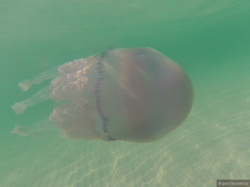 Медузы там крупнговатые - в августе у них сезон приближения к берегу.