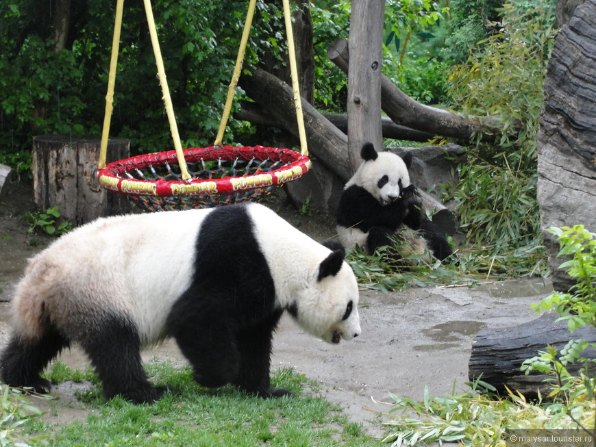 Панды-гордость зоопарка.