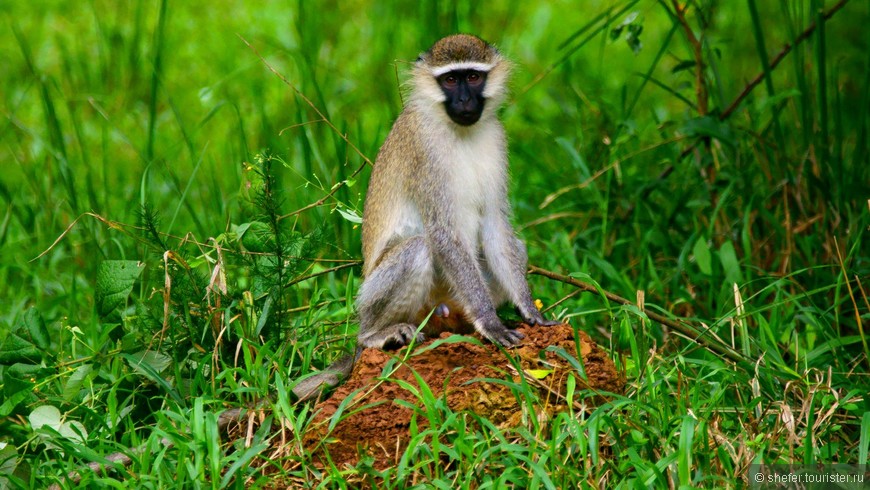 Уганда — мисс континент Африки. Часть первая — национальный парк Murchison Falls