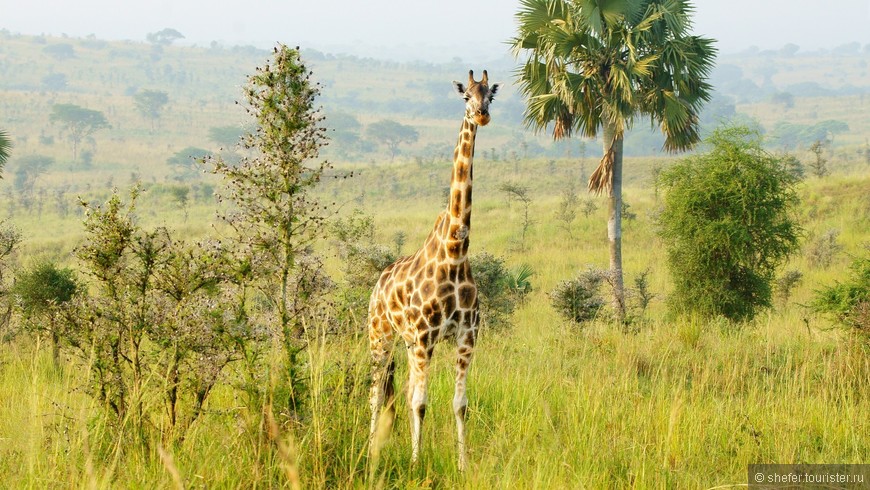 Уганда — мисс континент Африки. Часть первая — национальный парк Murchison Falls