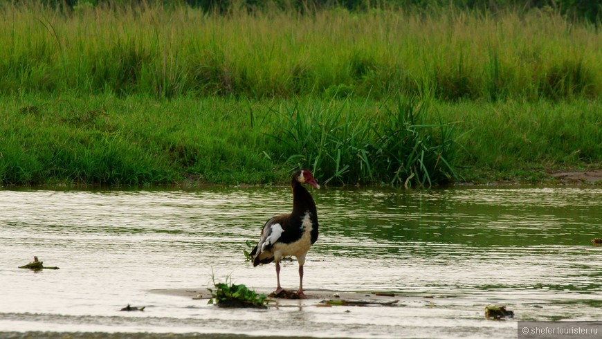 Уганда — мисс континент Африки. Часть первая — национальный парк Murchison Falls