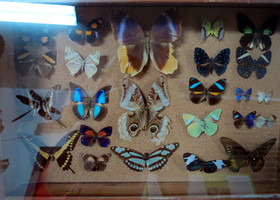 Белиз сити: коллекция бабочек
