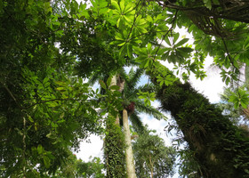 Джунгли Коста-Рики
