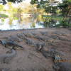 Крокодиловый питомник в Гуама