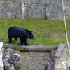 Медведь Георгий в замке Конопиште