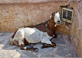 О хитрых водителях и гордых козах (Индия, Джайпур)