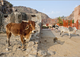 Галта — царство священных коров (Индия)