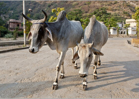 Галта — царство священных коров (Индия, Джайпур)
