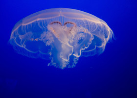 Jelly fishes