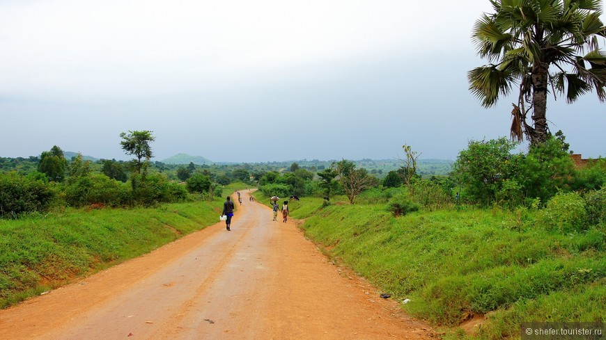 Уганда — мисс континент Африки. Часть вторая — национальный парк Kibale