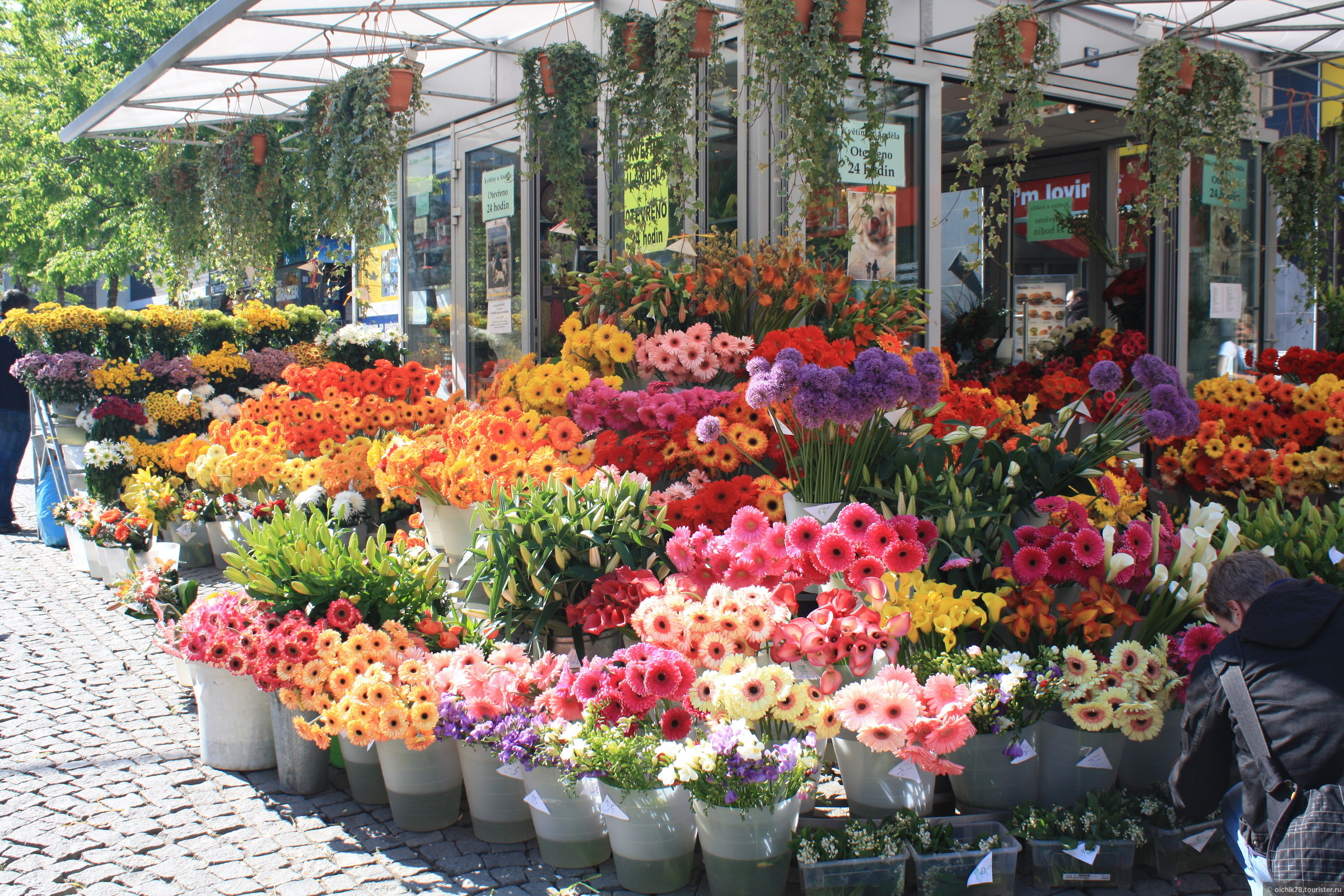 Уличные Цветы Купить Москва