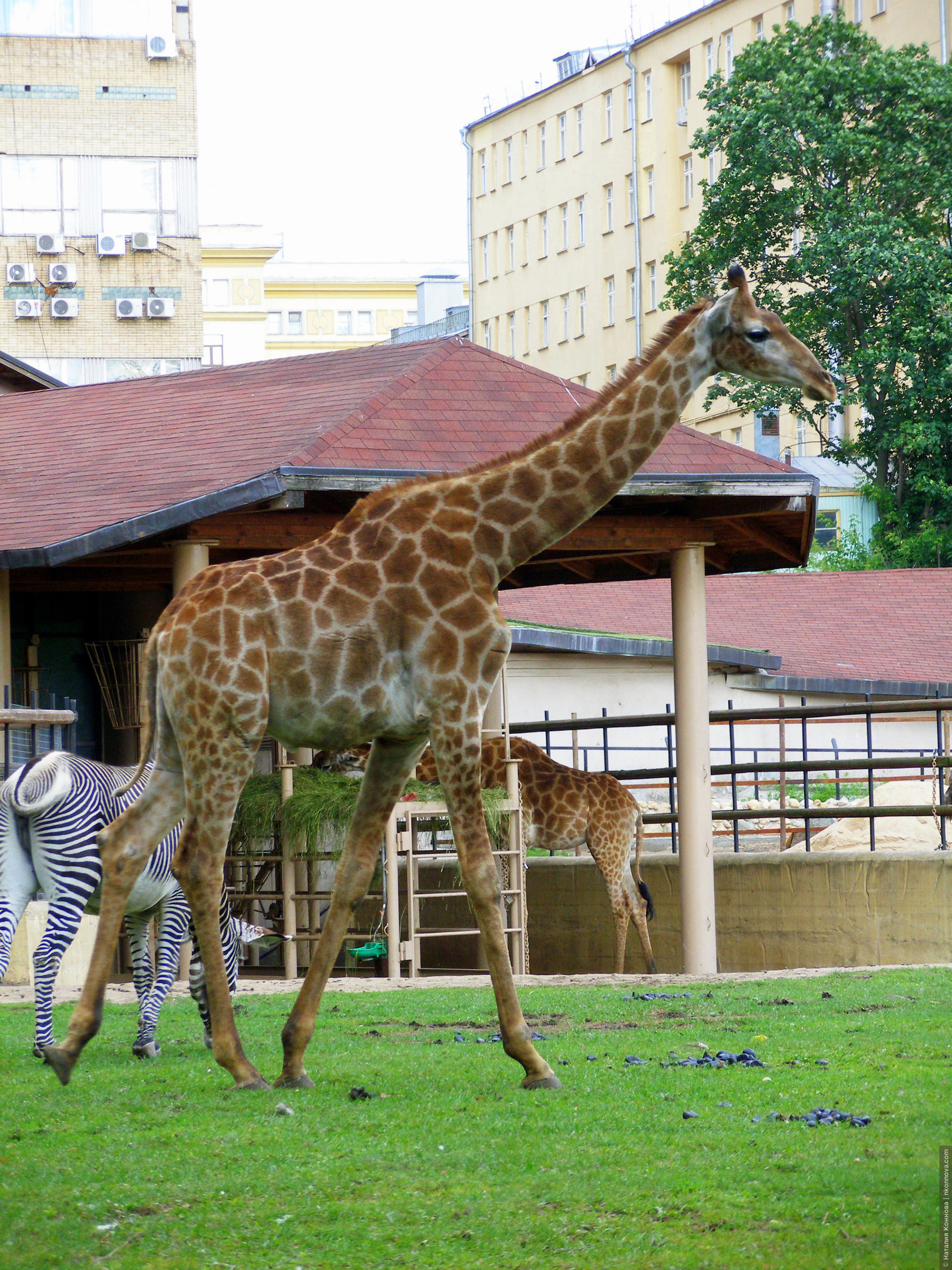 Адрес зоопарка в москве
