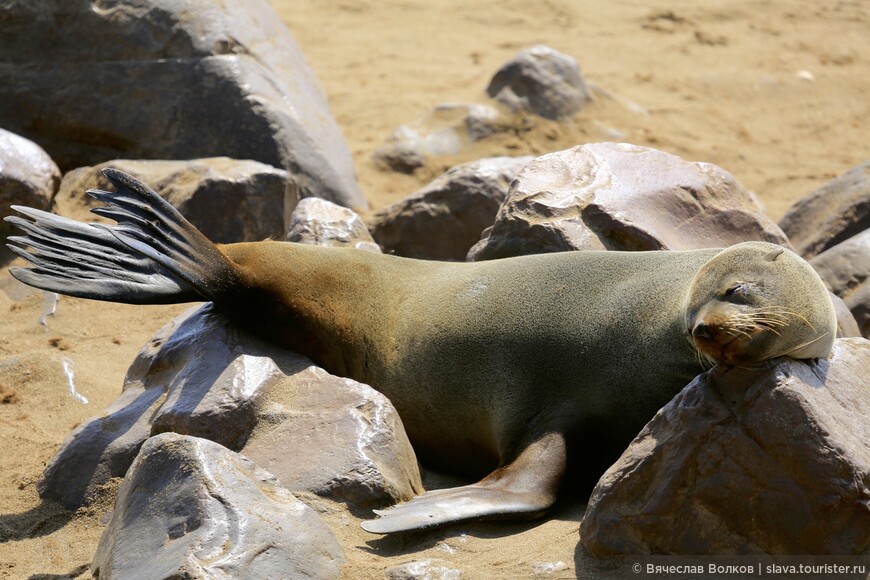 Уолфиш-Бей, Намибия. В поисках тюленей и китов