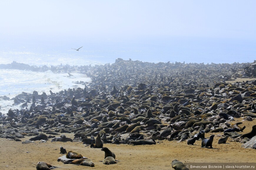 Уолфиш-Бей, Намибия. В поисках тюленей и китов