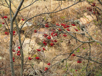 Осенние краски испанского леса