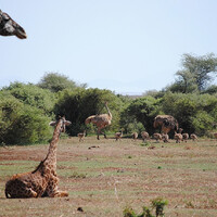Жирафы и страусы