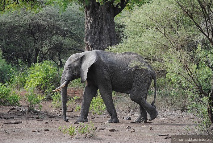 Африканский слон